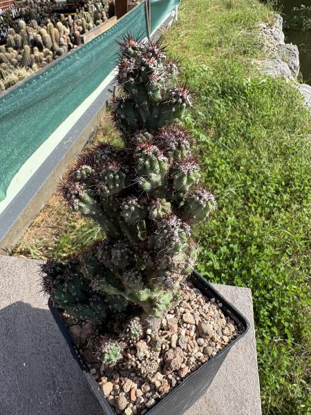 Cereus peruvianus v. monstrosus